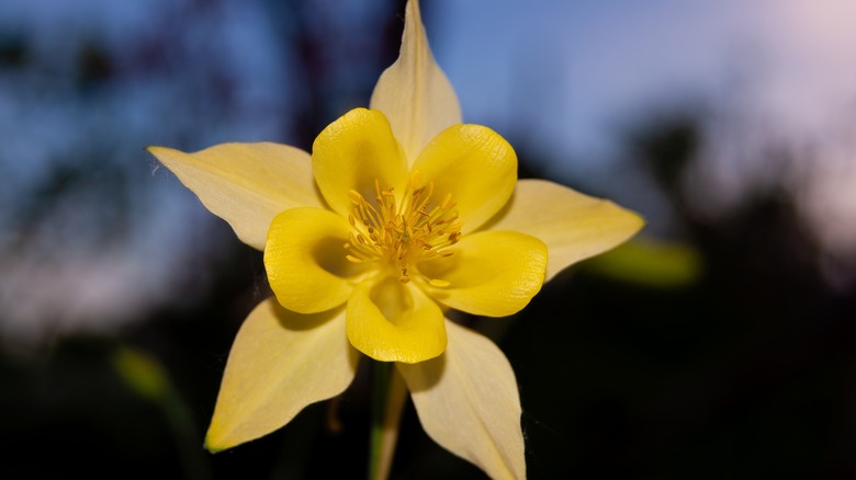 Bright yellow Aquilegia chrysantha