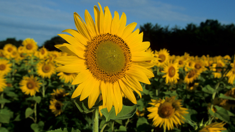 Sunflower facing the sun 
