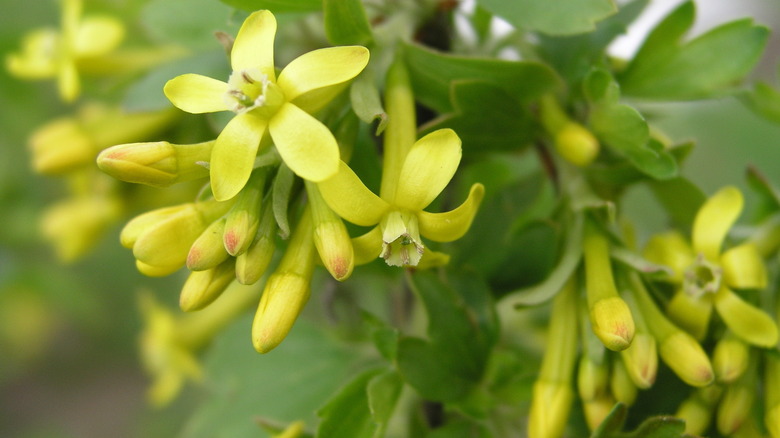 White currant flowers 