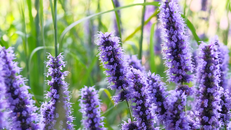 Violet hyssop flowers