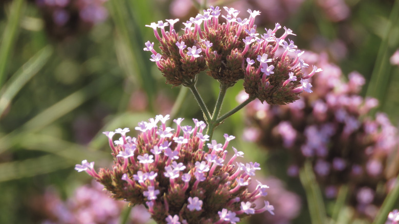 Showy milkweed blossoms