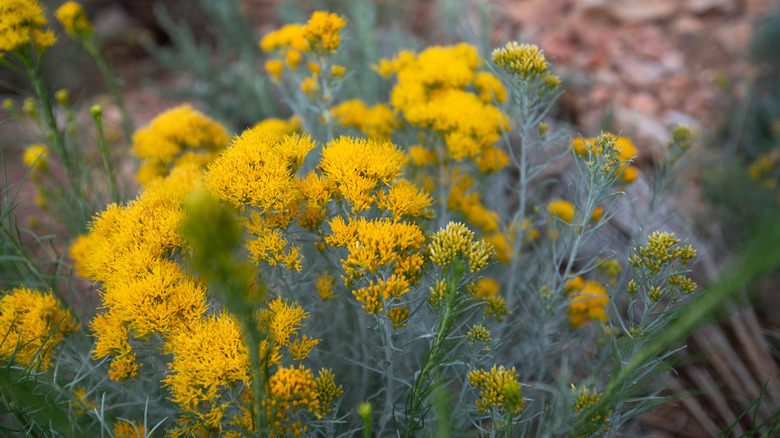 Yellow brush shrub