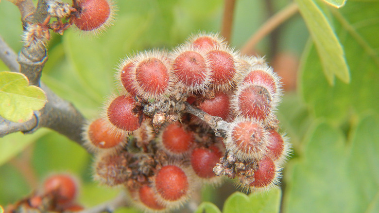 Fuzzy sumac berries 