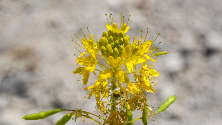 Spindly yellow bee flower