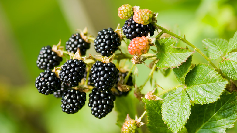 Rubus fruticosus blackberries