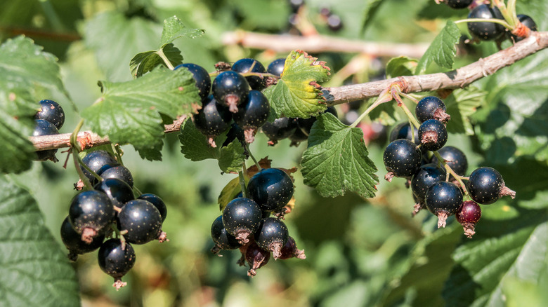 Ribes nigrum berries