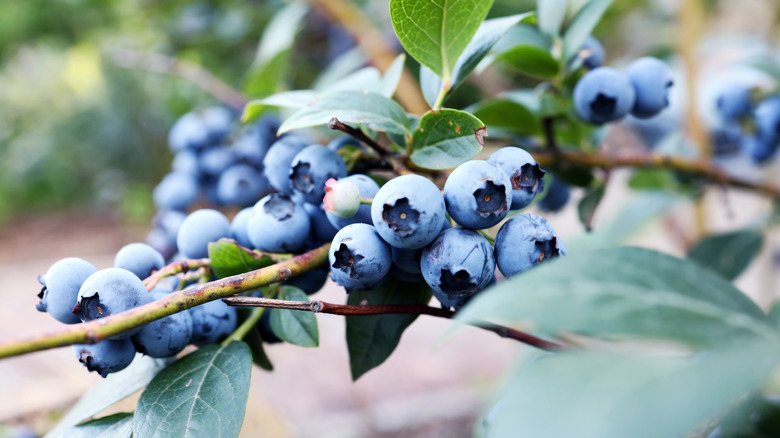 Vaccinium corymbosum blueberries