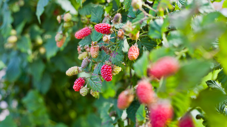 Rubus ursinus × Rubus idaeus bush