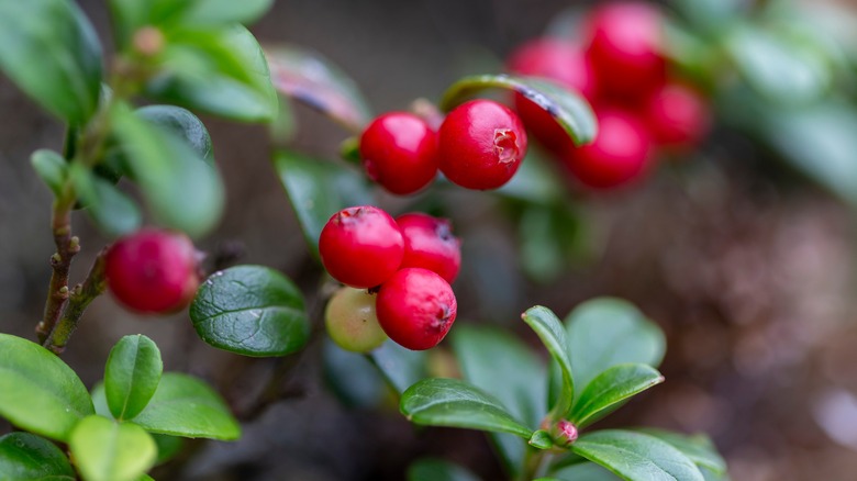 Vaccinium vitis-idaea lingonberries