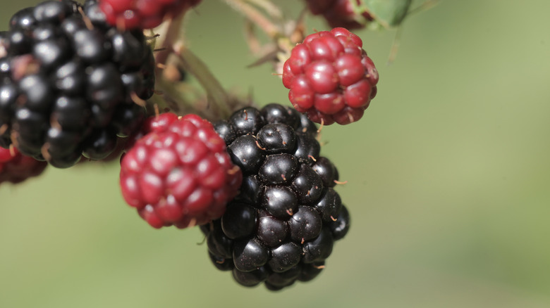 Rubus 'Marion' berries