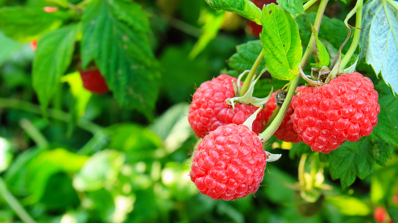 Rubus idaeus berries