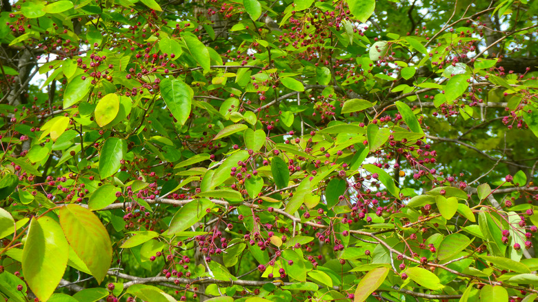 Amelanchier arborea serviceberry tree