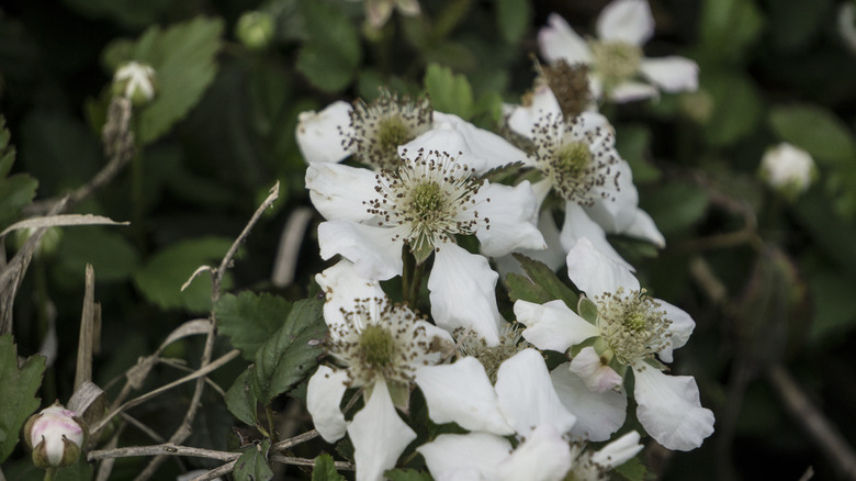 Rubus trivialis flowers