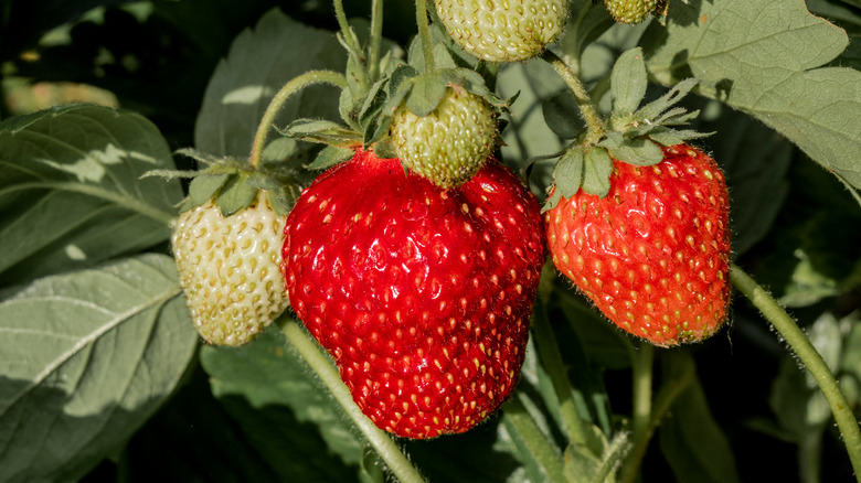 Fragaria × ananassa strawberries