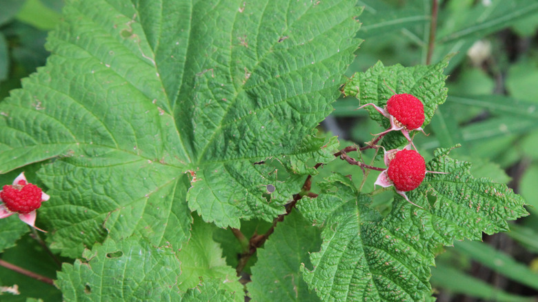 Rubus parviflorus thimbleberries