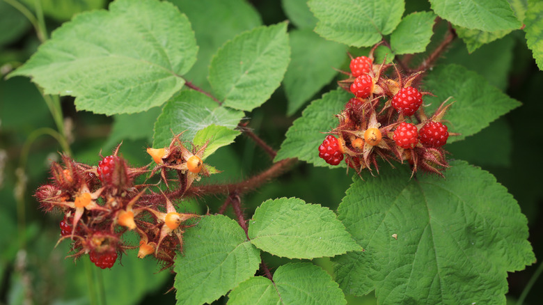 Rubus phoenicolasius berries