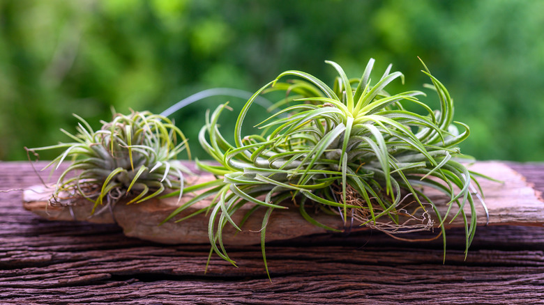 Healthy air plants on table 