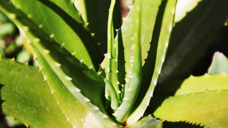 Aloe vera plant in sunshine