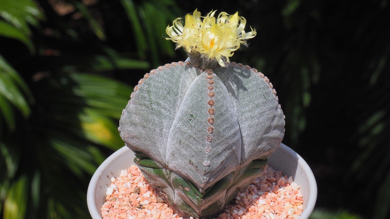 Bishop's hat cactus in bloom