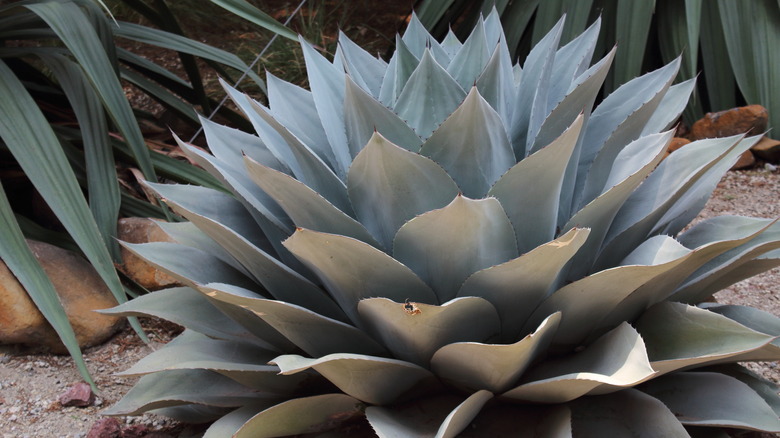 Young blue glow agave plant 