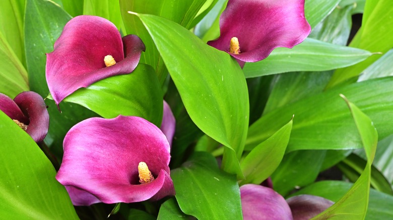 Calla lily with pink blooms