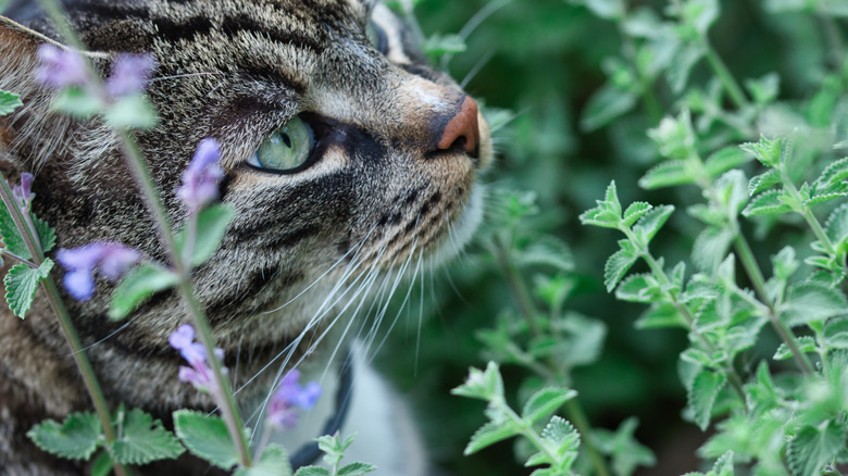 Catnip foliage closeup with cat