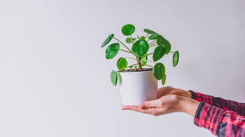 Chinese money plant being held