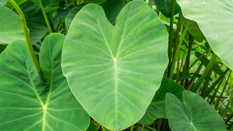 Elephant ear plant foliage 