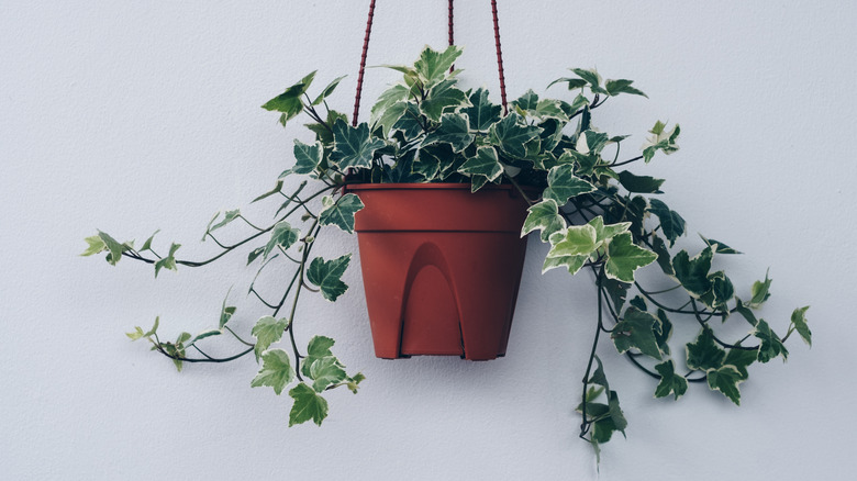 English ivy in hanging planter