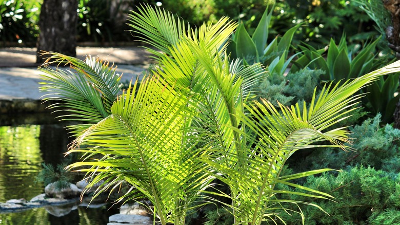 Majesty palm in a garden