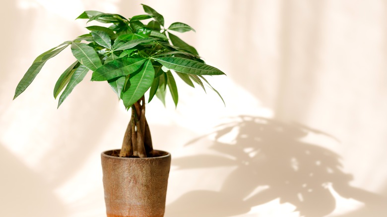 Money tree potted on table