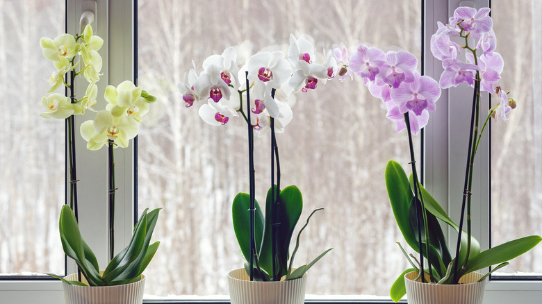 Three moth orchids in window 