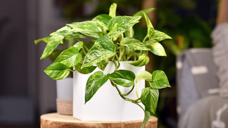 Pothos plant in white planter