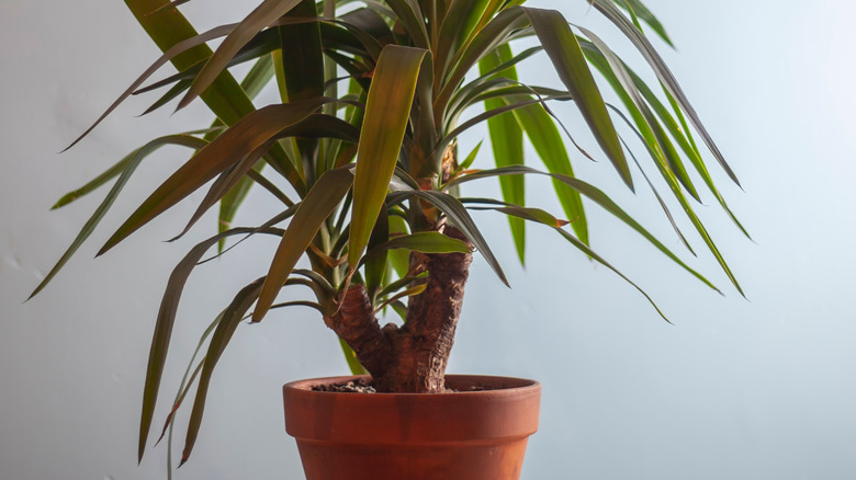 Yucca tree closeup of foliage