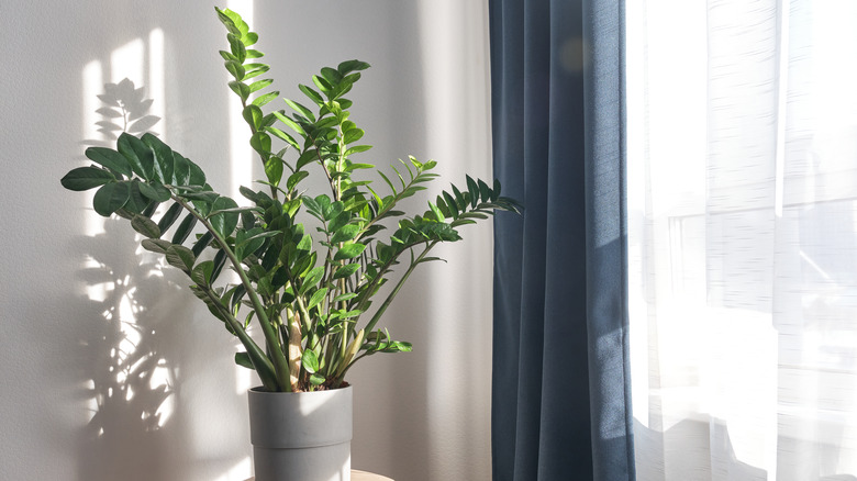 ZZ plant positioned in sunny window 