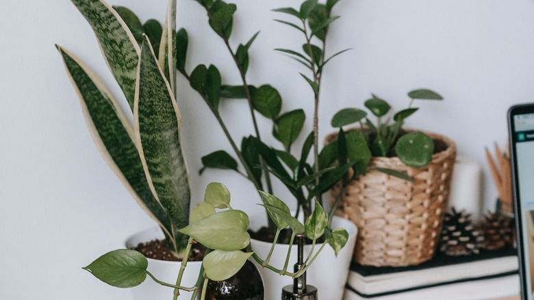 rock candy wall color with plants