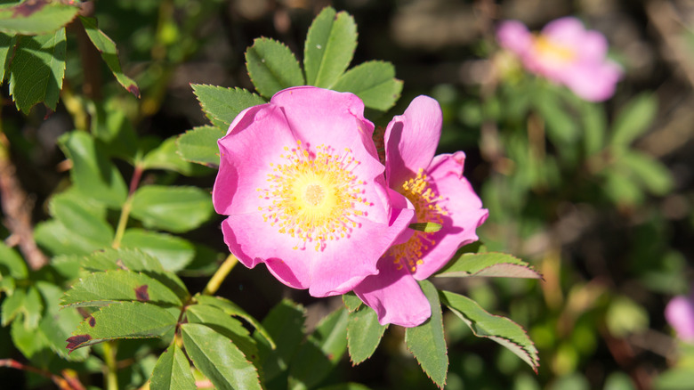 Prunus maritima in bloom