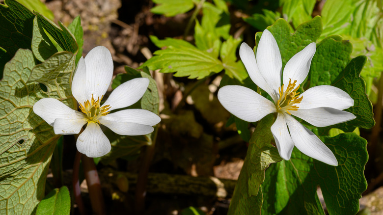 Sanguinaria canadensis in flower