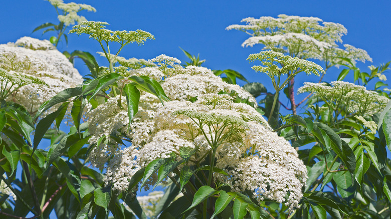 Sambucus canadensis flowers