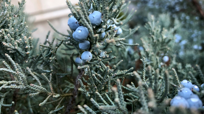 Juniperus virginiana with berries