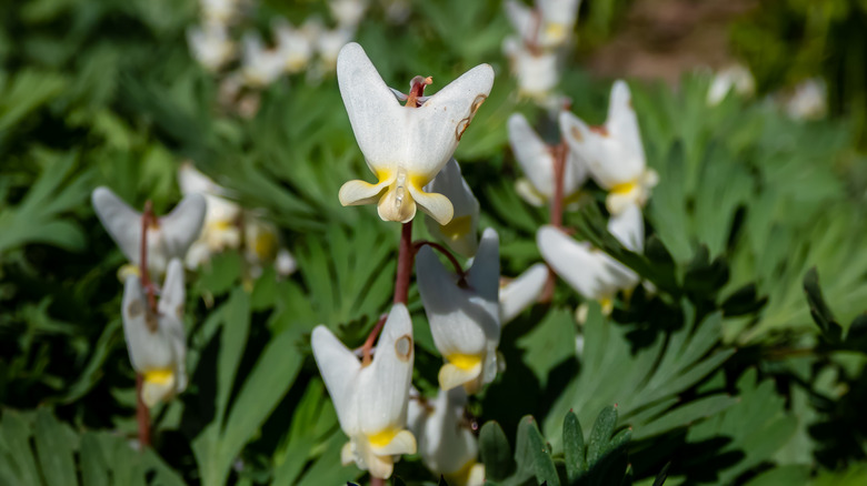 Dicentra cucullaria flowers 