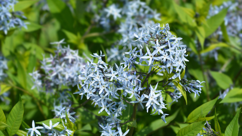 Amsonia tabernaemontana