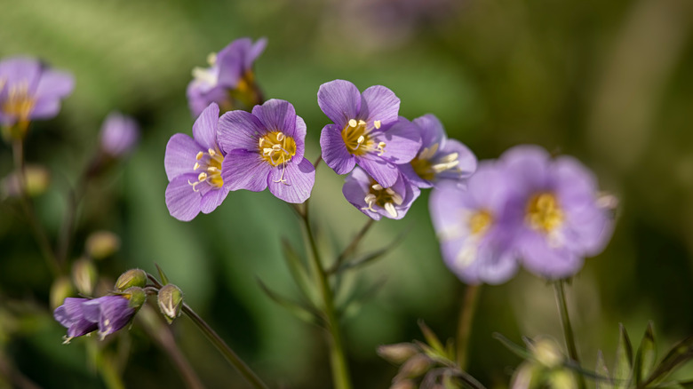 Polemonium reptans in bloom