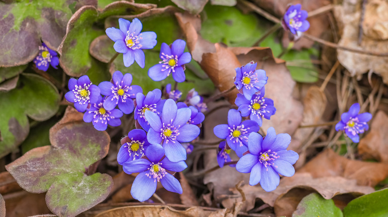 Hepatica nobilis flowers 