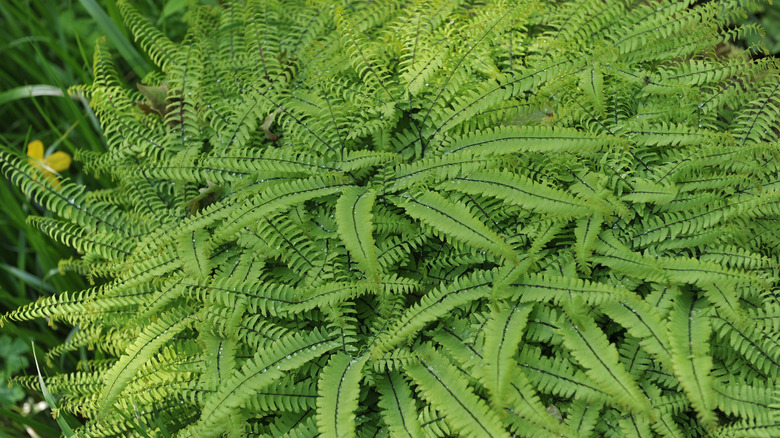 Adiantum pedatum leaves