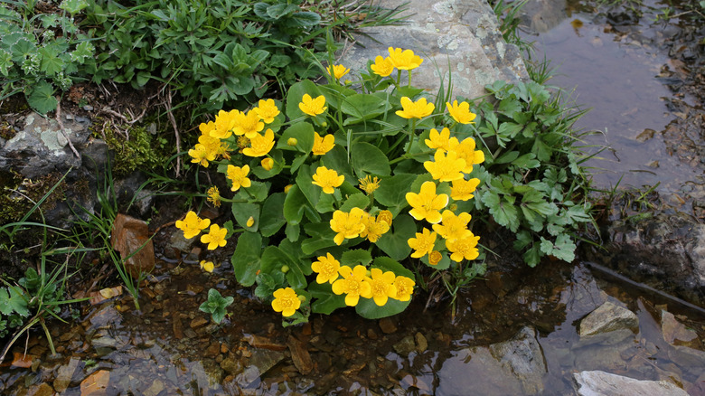 Caltha palustris in the wild