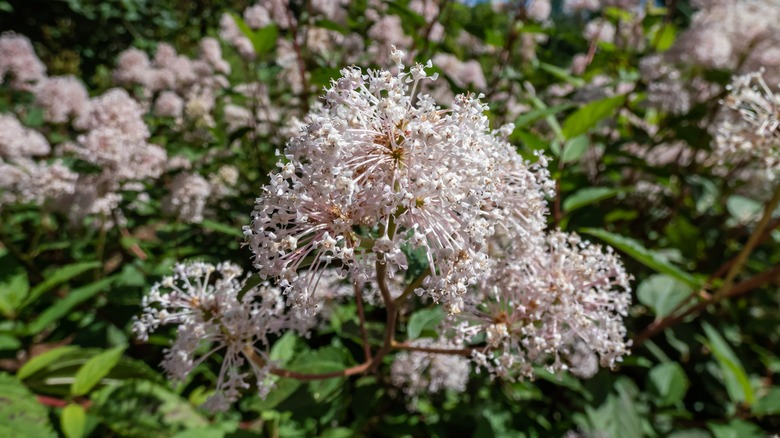 Ceanothus americanus New Jersey tea 