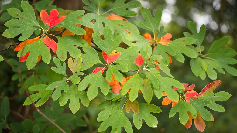 Sassafras albidum changing leaves