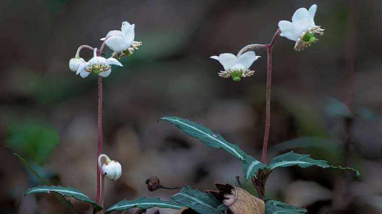 Chimaphila maculata in bloom