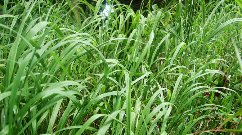 Big bluestem leaves